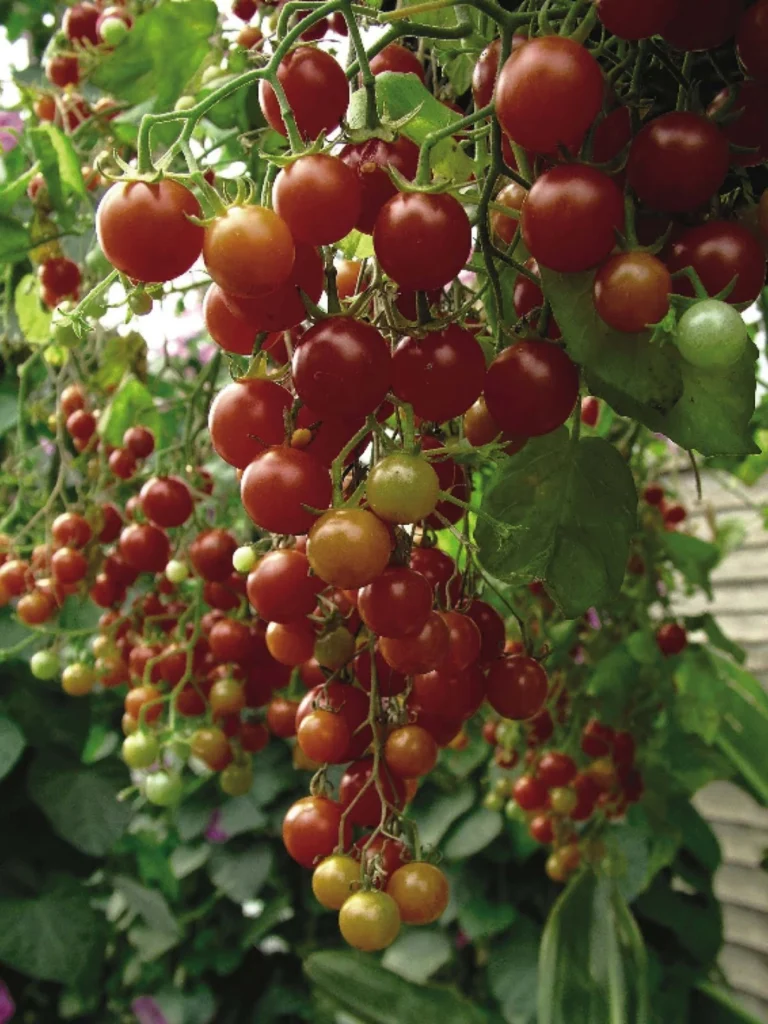 aprenda-a-plantar-tomate-cereja