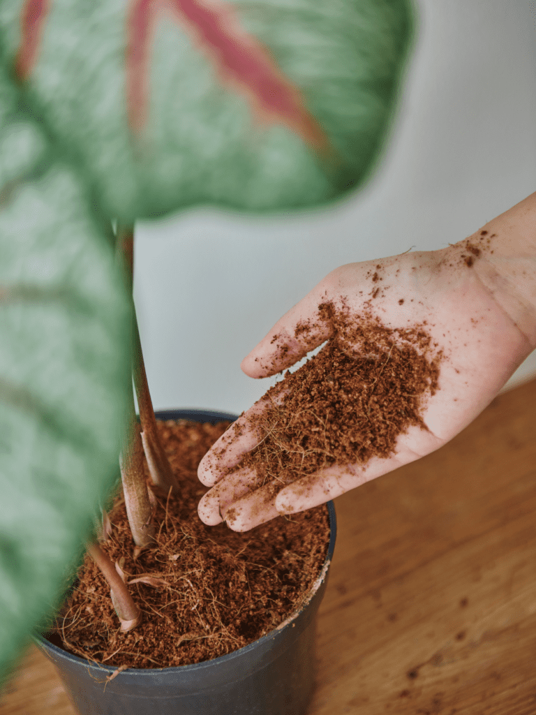 compostagem-organica-revolucione-seu-jardim-e-o-planeta