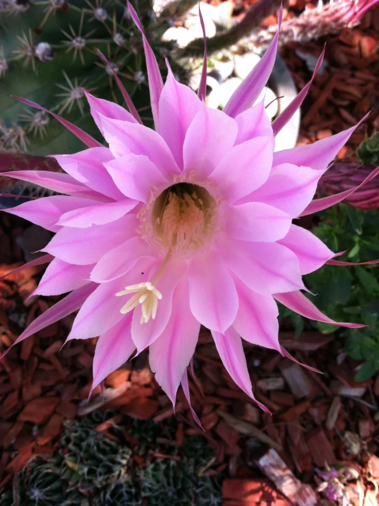 descubra-a-beleza-das-plantas-nativas