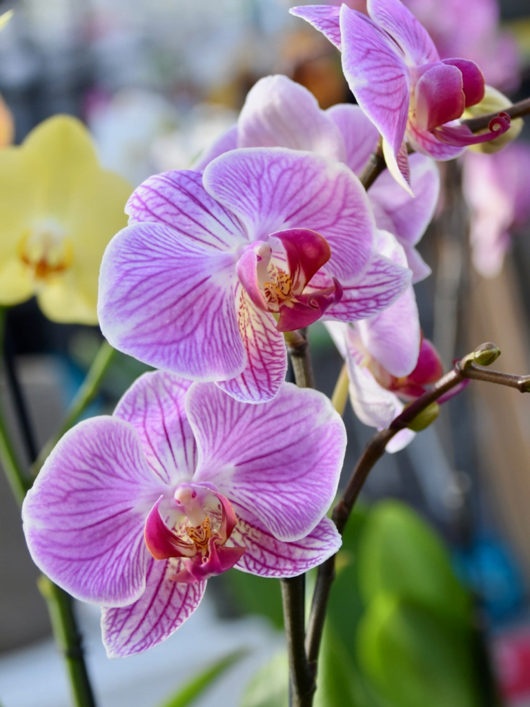 descubra-a-beleza-e-o-encanto-das-orquideas-em-sua-casa