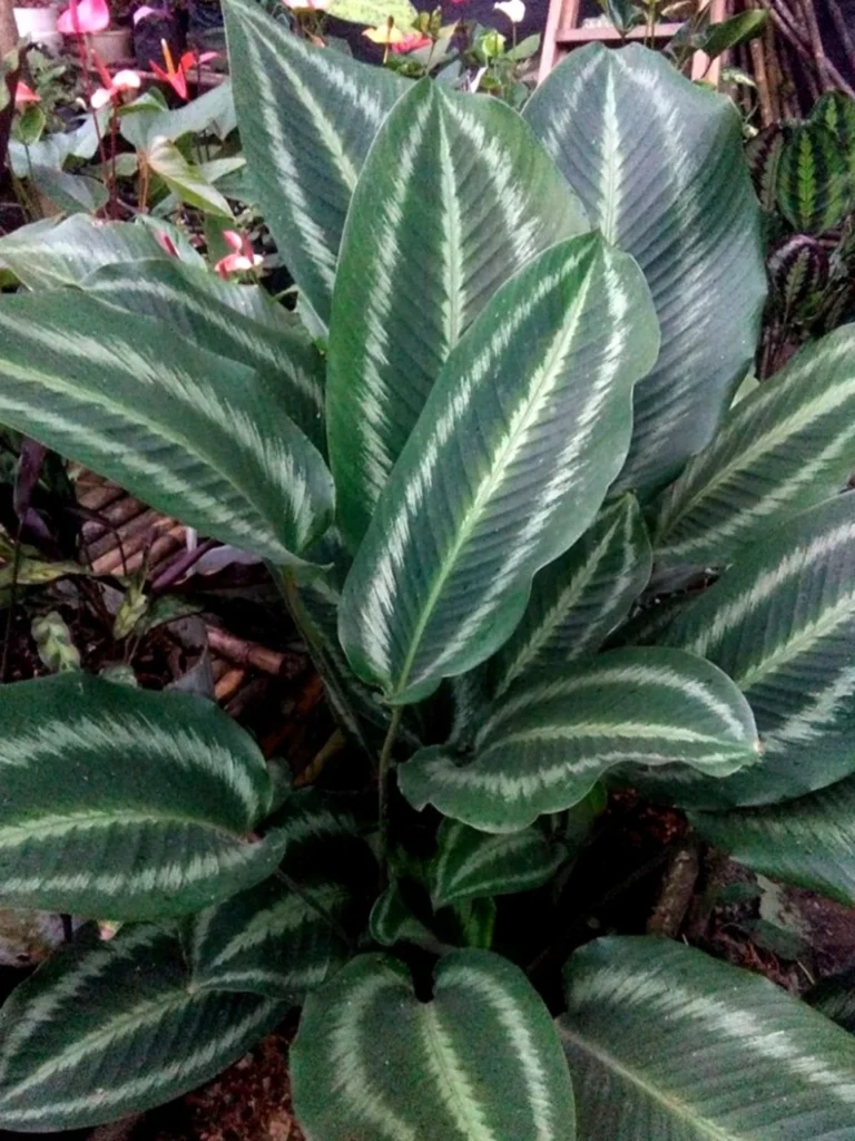 Descubra o Mundo das Plantas Ornamentais e Transforme Seu Ambiente