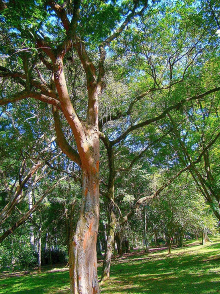 Árvores Nativas do Brasil