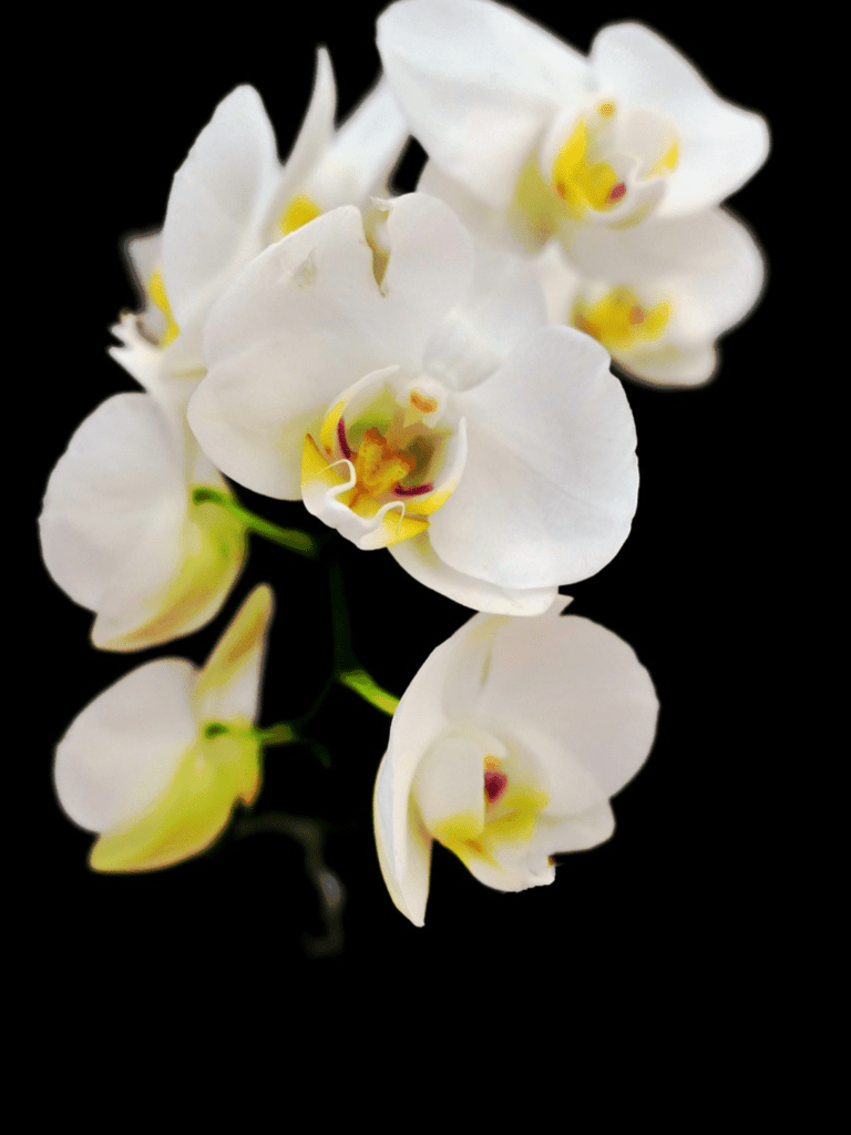 tipos-de-orquídeas-guia-completo-para-escolher-a-sua