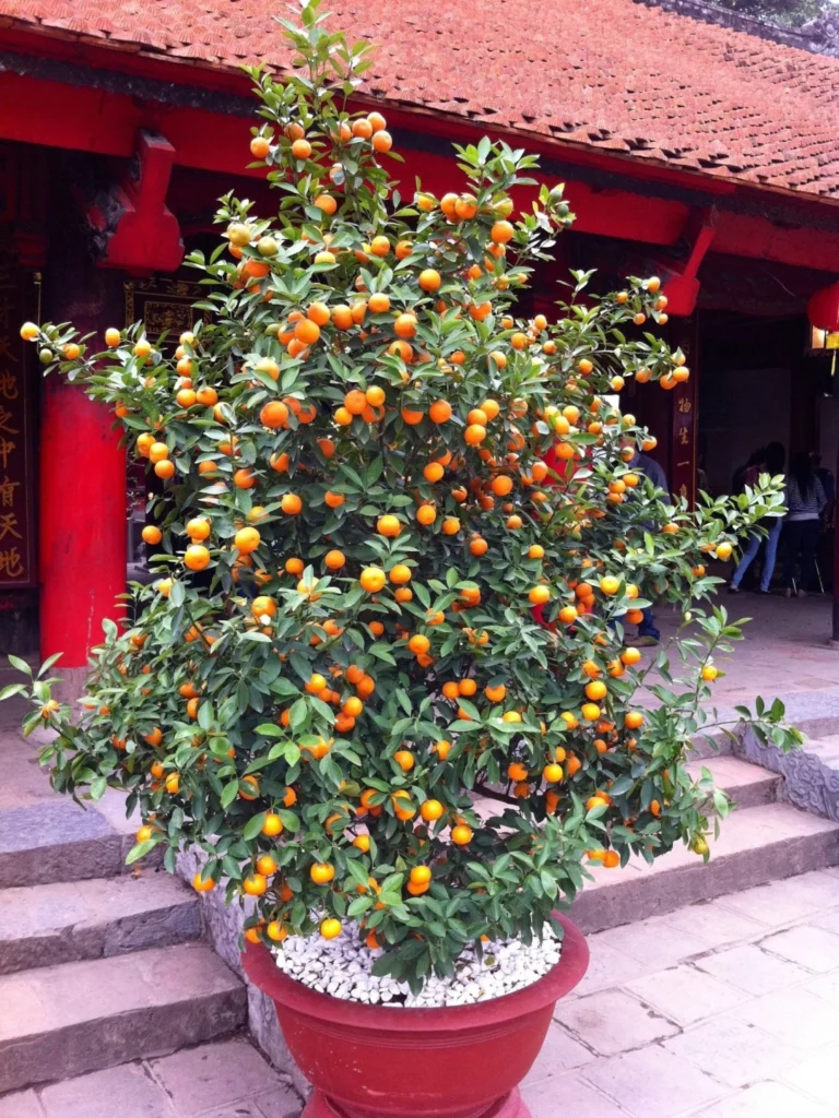 transforme-seu-jardim-com-rvores-frut-feras