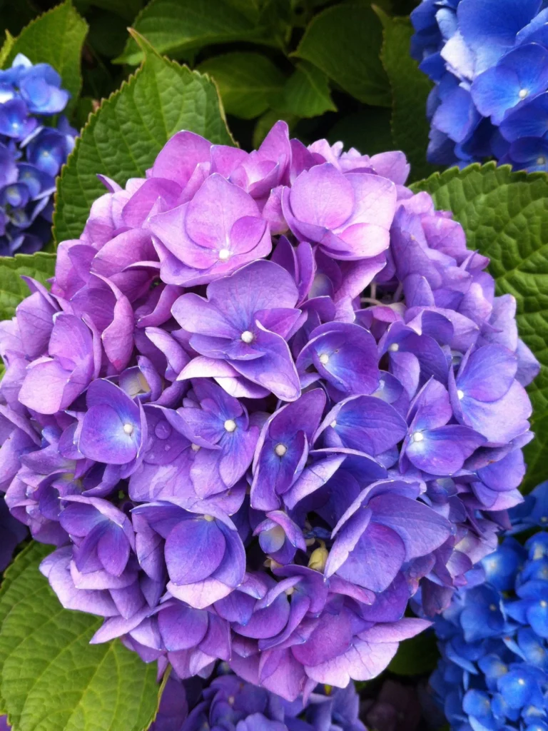 hortensias