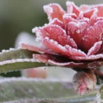 Descubra as Mais Belas Flores de Inverno para Alegrar seu Jardim