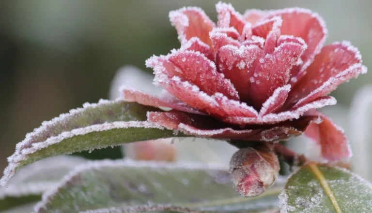 Descubra as Mais Belas Flores de Inverno para Alegrar seu Jardim