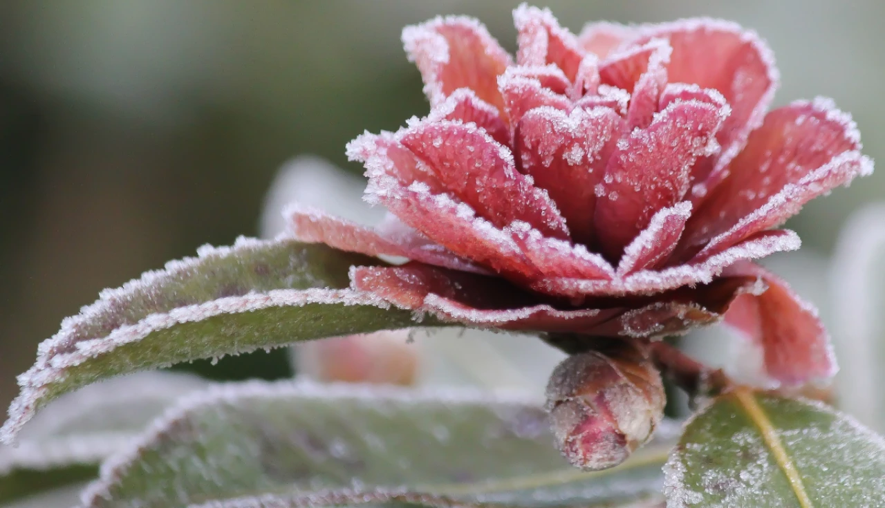 Descubra as Mais Belas Flores de Inverno para Alegrar seu Jardim