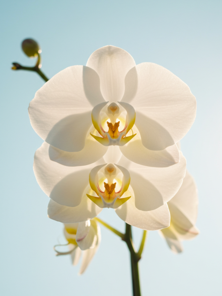 Qual Orquídea é Ideal para Sombra