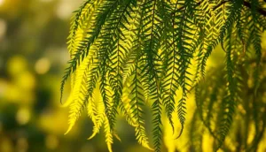 Samambaia ou Espada-de-São-Jorge