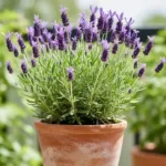 Descubra como Plantar Lavanda em Vaso com Sucesso!