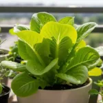 Como plantar alface em vasos e colher em poucas semanas