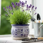 Lavanda em Vaso