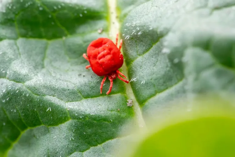 protecao verde para plantas solucoes naturais contra pragas 1773075862