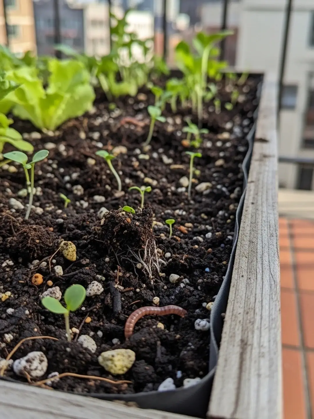 Veja qual a Melhor terra para horta em apartamento