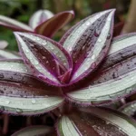 Lambari roxo: descubra o segredo da planta que transforma jardins