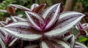 Lambari roxo: descubra o segredo da planta que transforma jardins