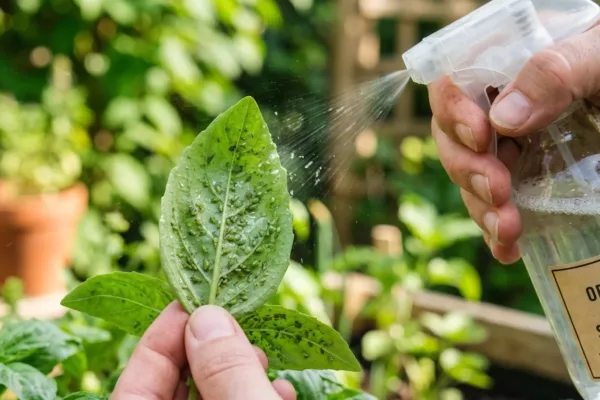 Eliminar pulgões das plantas