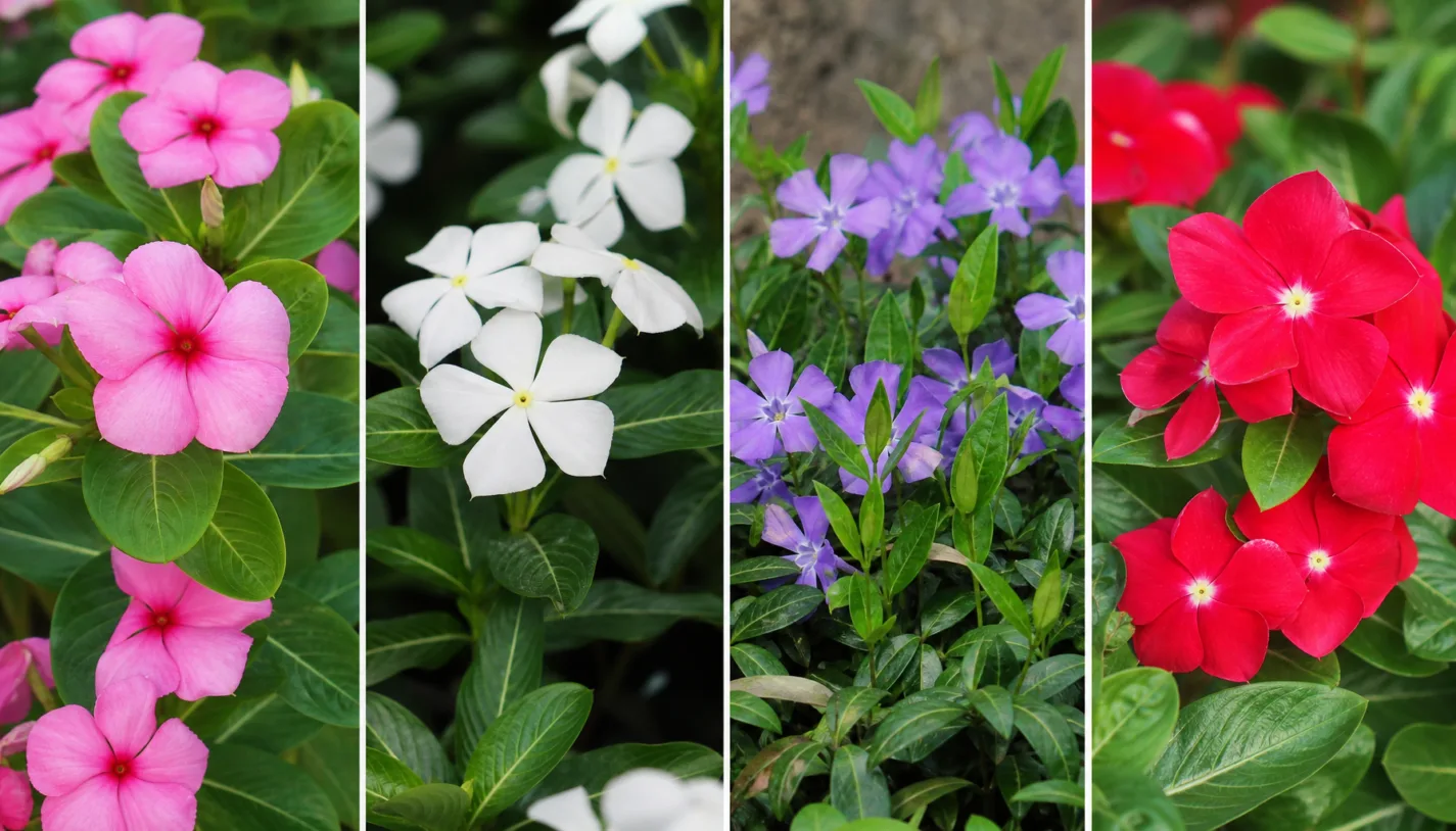 Tipos de vinca e suas diferenças | jardinagem Com Amor Tipos de vinca e suas diferenças tipos de vinca